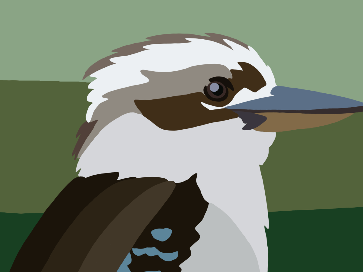 Meet the Kookaburra: Australia’s Iconic Laughing&nbsp;Bird